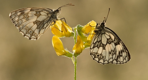Marbled white butterflies