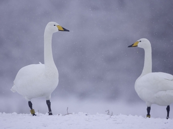 Two whooper swans standing in a snowy field