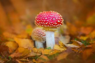 photography: fungi and autumn