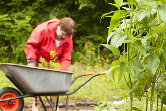 A person fills up a wheelbarrow with wild plants. They are standing in a community garden.