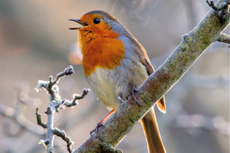 Christmas card with a singing robin