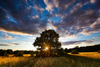 Clouds stretch across the sky, while a tree stands in the middle of a field. The sun is shining from behind the tree.