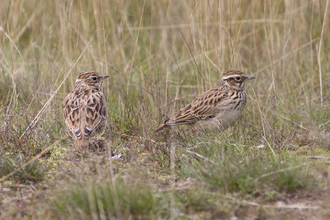 Two Woodlarks standing in long grass.
