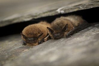 A common and soprano pipistrelle bat snuggled in a gap on a roof