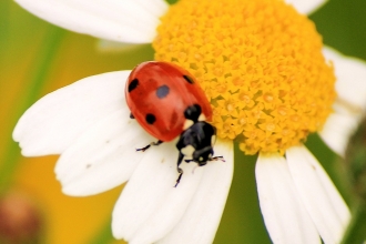 7-spotted ladybird