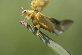 Orange ladybird