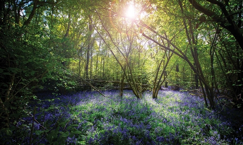 A Bluebell woodland in early evening