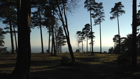 Pine trees with a view in the distance