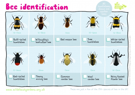 Bee ID Chart