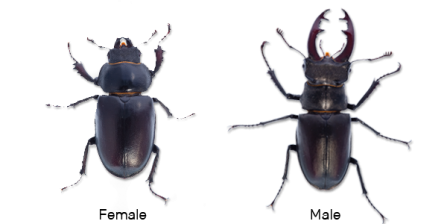 Stag beetle comparison