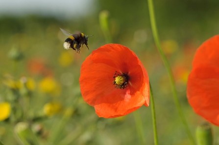 Bumble bee on poppy