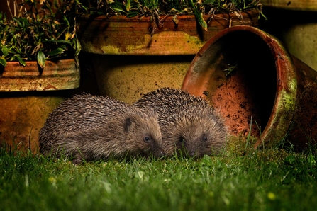 Hedgehogs in garden