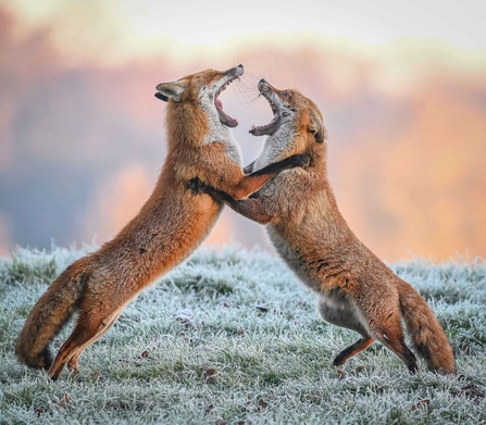 Fighting Foxes by Mike Tibbotts