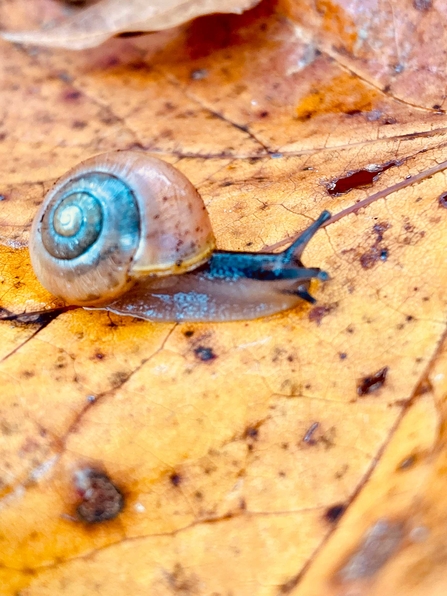 Seasonal Snail by Maisie Hayman