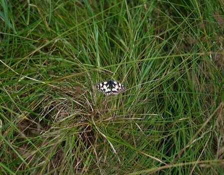 Marbled white butterfly in grass