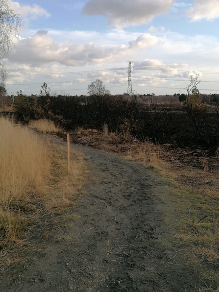 Wildfire damage to Chobham Common