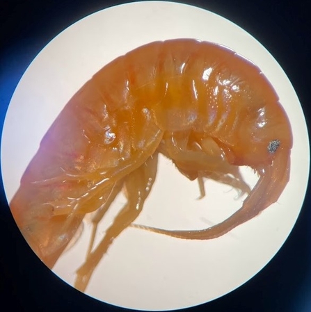 native shrimp gammarus sp.