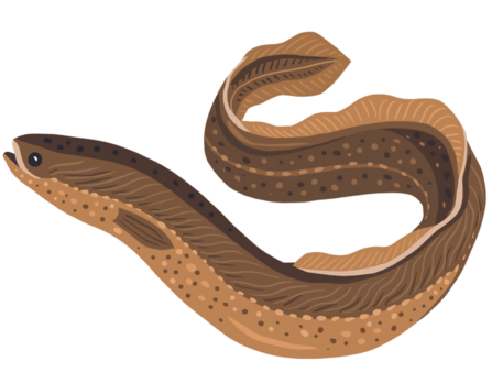 European Eel Illustration