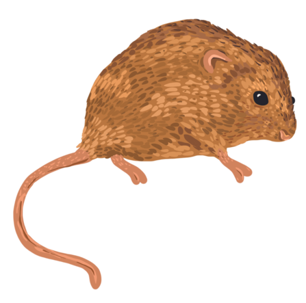 Harvest Mouse Illustration