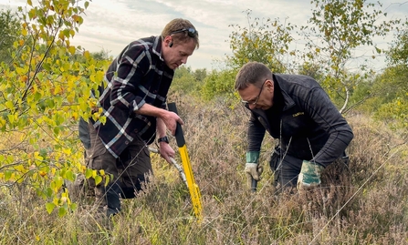 Volunteers pulling birch on Chobham Common
