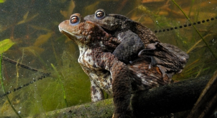 Mating toads and spawn