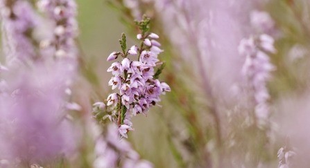 Common Heather (Ling)