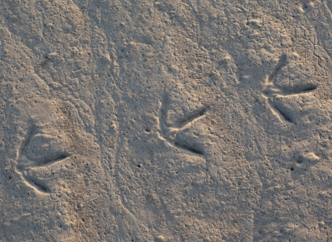 Duck tracks