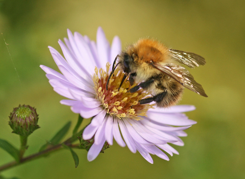 Bee on aster