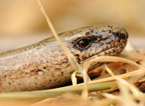 Slow worm