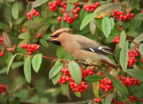 Foraging waxwing