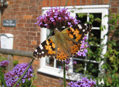 Painted lady butterfly on garden plant