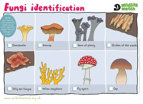 Fungi identification spotter sheet