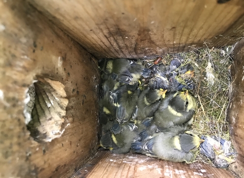 Blue tit chicks in nest box