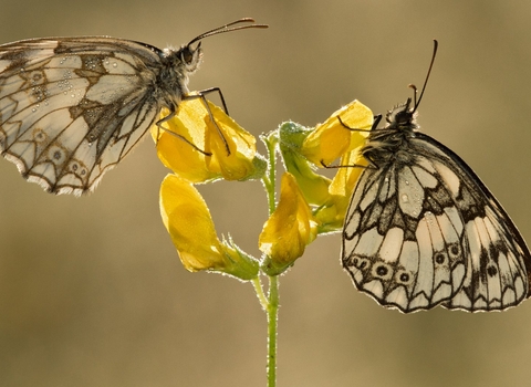 Marbled white on meadow vetchling