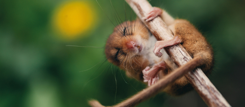 Dormouse