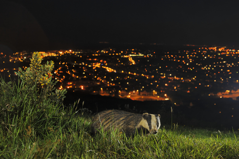 Urban badger