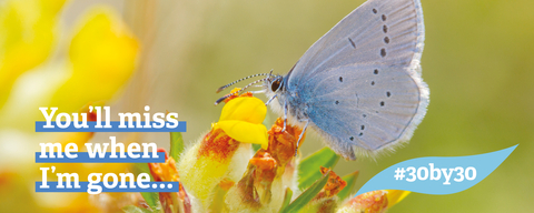 Small Blue 30by30 Banner
