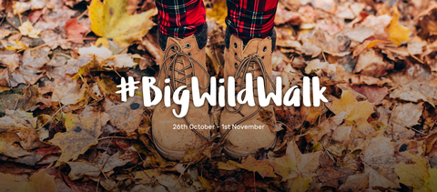 Big Wild Walk banner