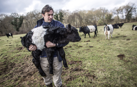 Belted galloway calf and staff