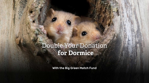 Two Dormice peeping out of a hole in a tree
