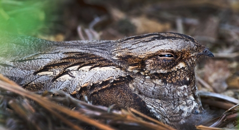 Nightjar