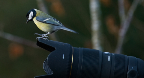 Great tit on camera
