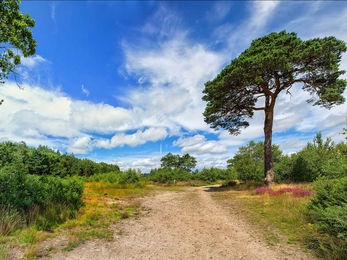 Chobham Common