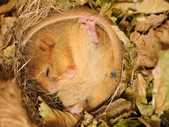 Dormouse