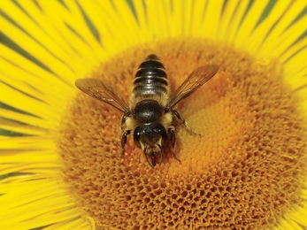 Leaf cutter bee