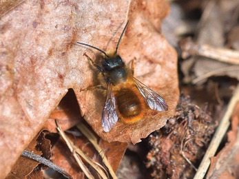 Red mason bee