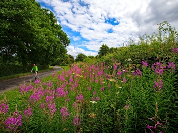 Hedgerows