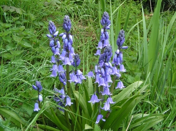 Spanish bluebell