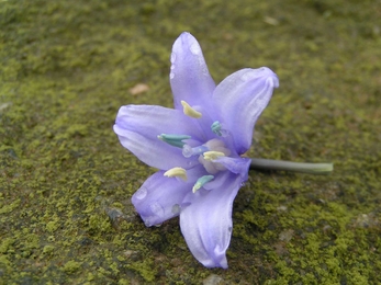 Spanish bluebell