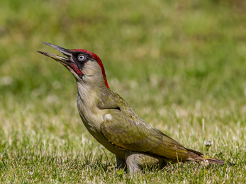 Green woodpecker